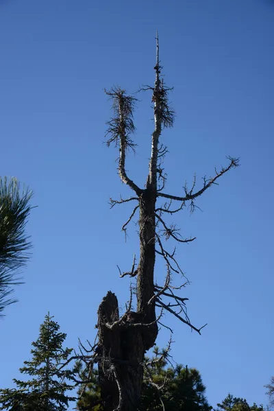 DSC_5099 (Large).JPG